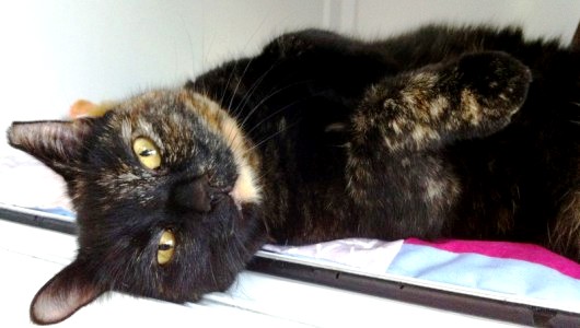 dolly mayhew animal home charity.jpg